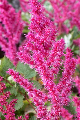 Astilbe To Have and To Hold 1101